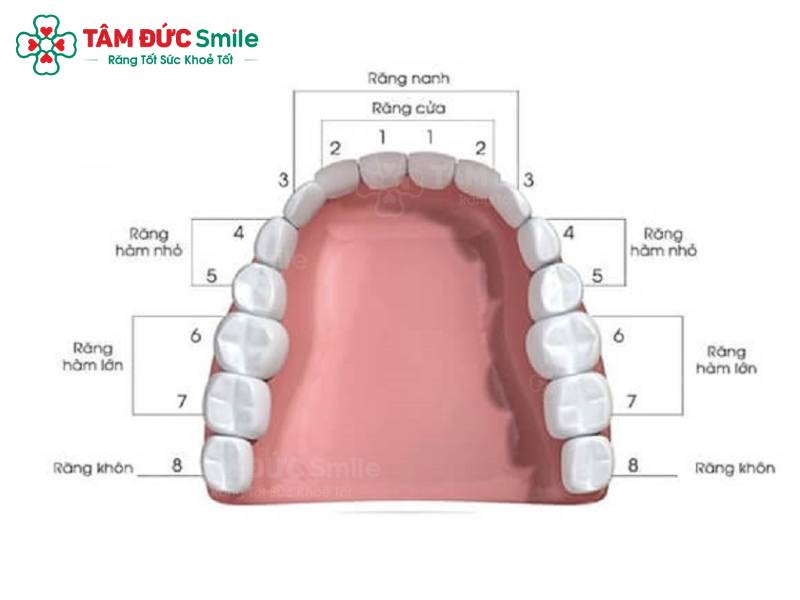 hàm răng người trưởng thành có bao nhiêu cái